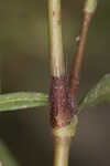 Bog smartweed